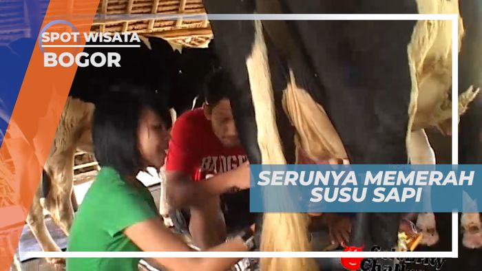 Belajar Teknik Memerah Susu Sapi, Bogor