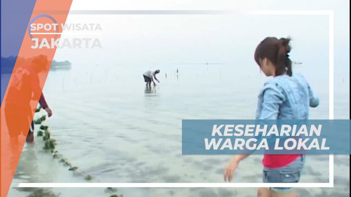 Budidaya Rumput Laut, Mata Pencaharian Warga Lokal, Jakarta