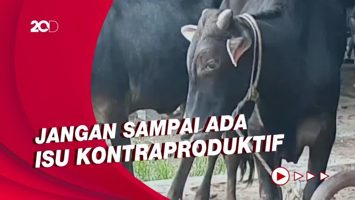 Jelang Idul Adha, Wakapolri Ingatkan Kepala Daerah Antisipasi Hoax PMK