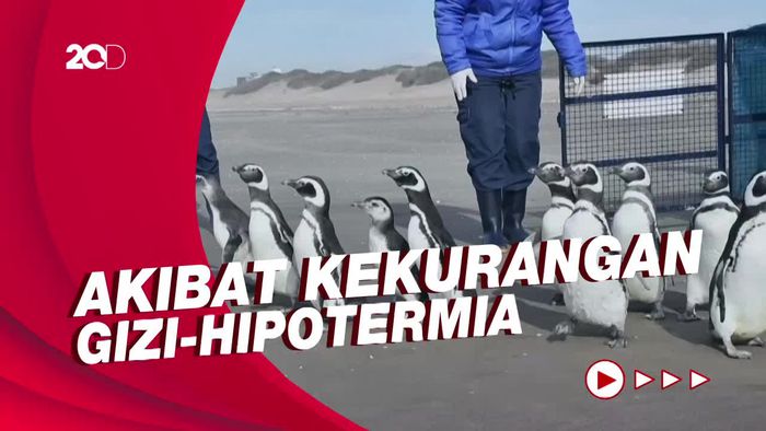 Gemas! Pelepasan 12 Ekor Pinguin Usai Rehabilitasi di Argentina