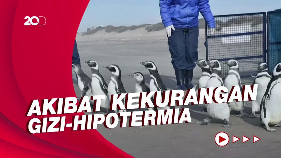 Gemas! Pelepasan 12 Ekor Pinguin Usai Rehabilitasi di Argentina