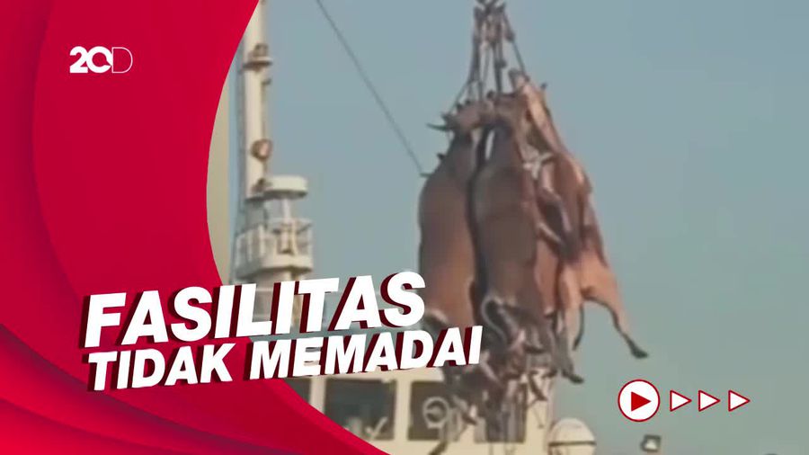 Kata Kementan soal Pengangkutan Sapi yang Viral di Pelabuhan Samarinda