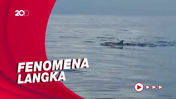 Penampakan Kemunculan Lumba-lumba di Perairan Bali