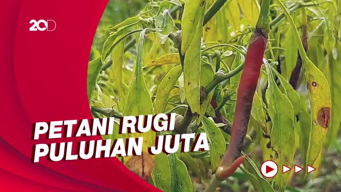 Waduh! Puluhan Hektare Tanaman Cabai di Purwakarta Diserang Hama Patek