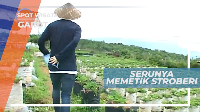 Memetik Stroberi Langsung dari Pohonnya, Garut