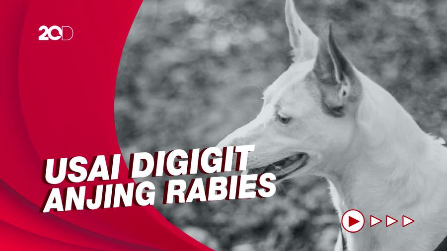Rabies Kembali Makan Korban di Jembrana Bali, 1 Warga Tewas