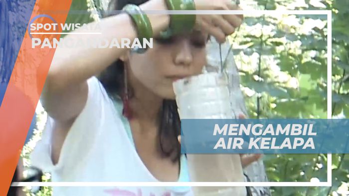 Panjat Pohon untuk Mengambil Air Kelapa, Pangandaran