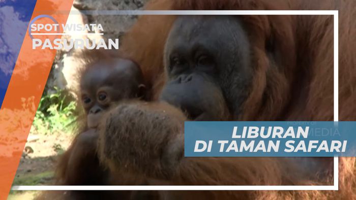 Mengamati Aneka Satwa di Taman Safari Pasuruan