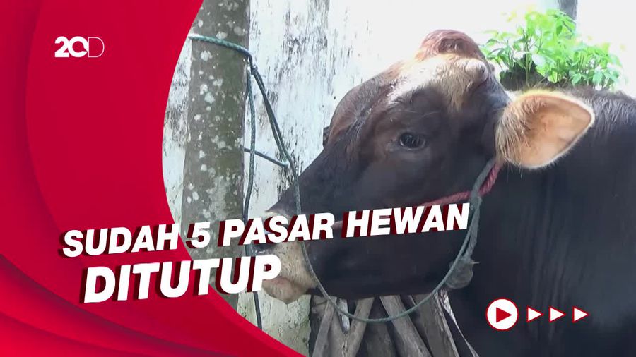 Wabah PMK di Lumajang Memprihatinkan, Sudah 5.000 Sapi Terjangkit