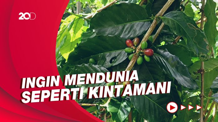 Melihat Sentra Perkebunan Kopi di Jempanang yang Jadi Surga Tersembunyi