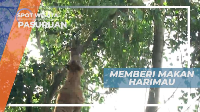 Berinteraksi Dengan Si Raja Hutan di Kebun Binatang, Pasuruan