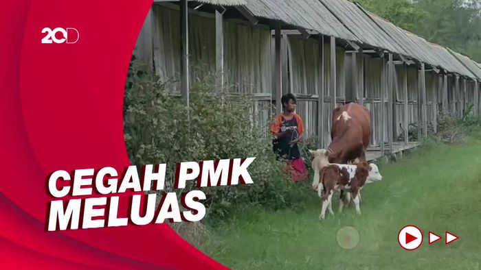 Terjangkit PMK, Sapi-sapi di Kulon Progo Diisolasi di Laguna Pantai Glagah