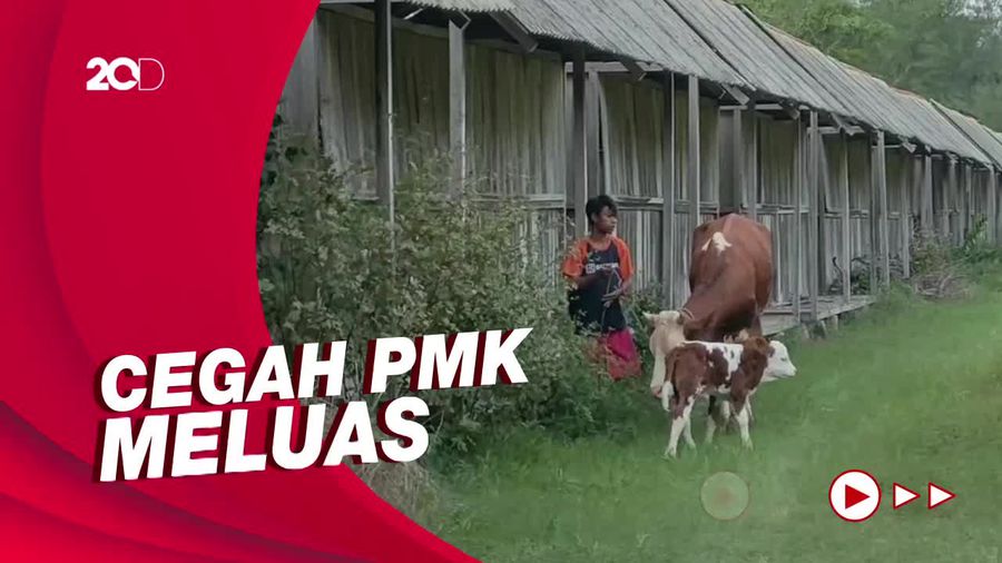 Terjangkit PMK, Sapi-sapi di Kulon Progo Diisolasi di Laguna Pantai Glagah
