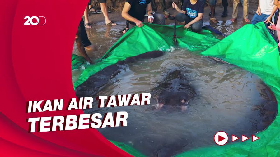 Ikan Pari Air Tawar Raksasa Seberat 300 Kg Ditemukan di Kamboja