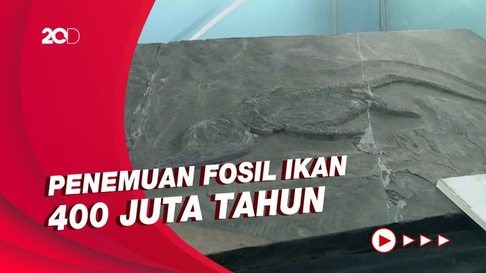 Ilmuwan China Sebut Telinga Tengah Manusia Berevolusi dari Insang Ikan