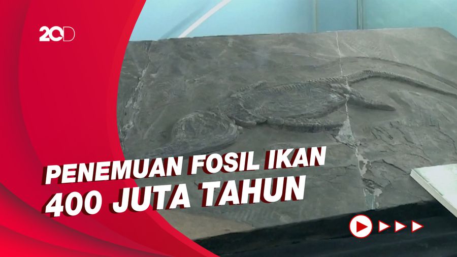 Ilmuwan China Sebut Telinga Tengah Manusia Berevolusi dari Insang Ikan