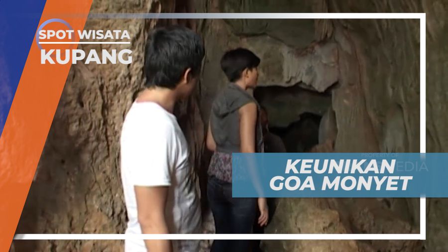 Goa Monyet Kupang, Keseruan Berinteraksi dengan Para Monyet
