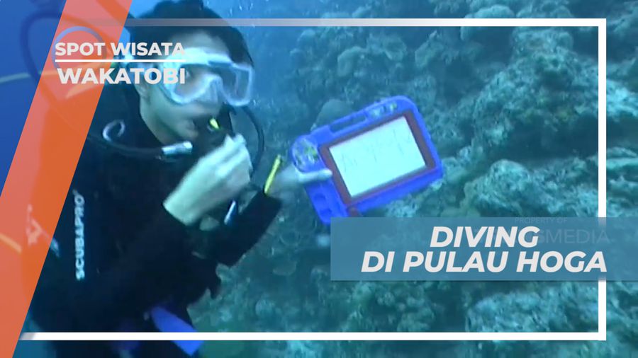 Berenang Bersama Ratusan Ikan di Dasar Laut Pulau Hoga, Wakatobi