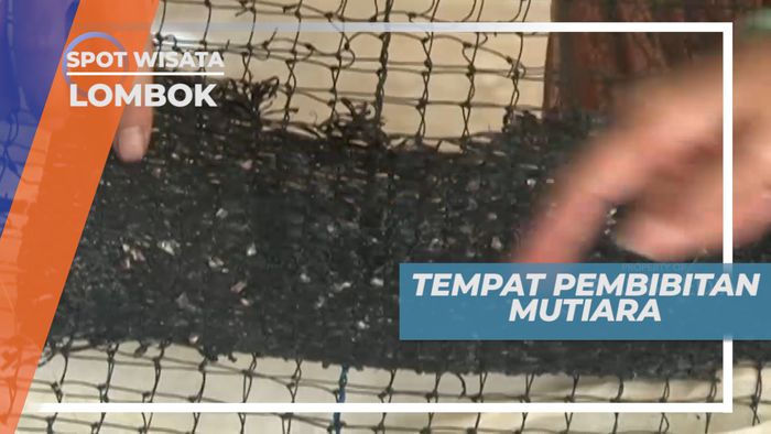 Mengenal Cara Perkembangbiakan Mutiara di Tempat Pembibitan, Lombok