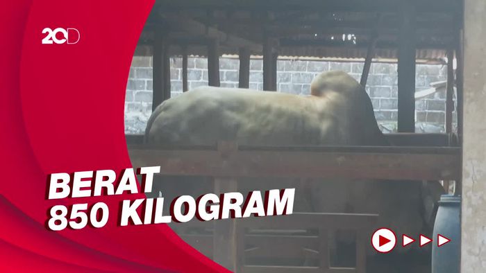 Jokowi Beli Sapi Kurban Milik Remaja 14 Tahun Asal Sleman