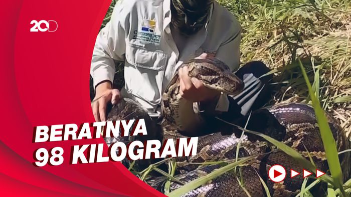 Ular Piton Terbesar di Florida Ditemukan