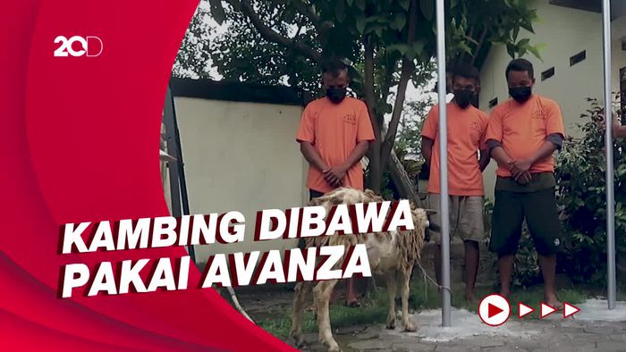 Demi Kebutuhan Idul Adha, 3 Pemuda Yogyakarta Curi 8 Ekor Kambing