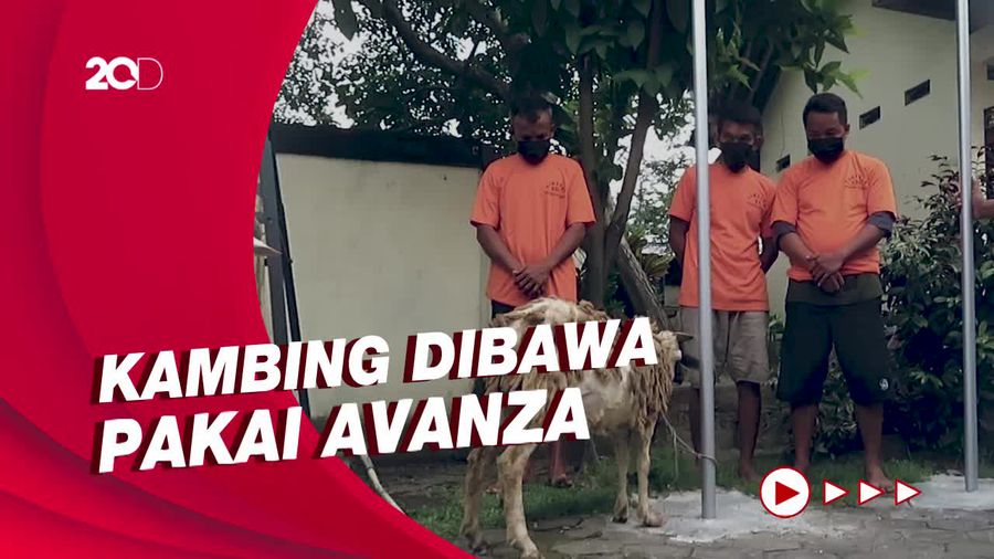 Demi Kebutuhan Idul Adha, 3 Pemuda Yogyakarta Curi 8 Ekor Kambing