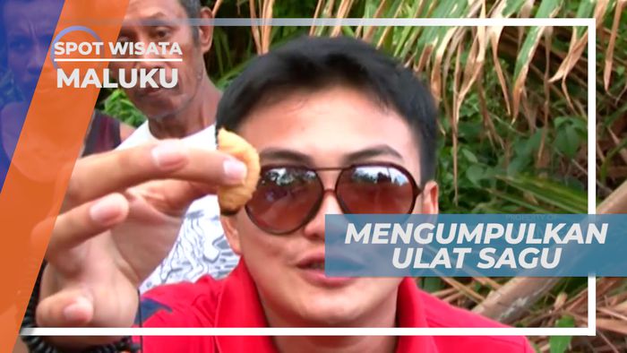 Mencari dan Mengumpulkan Ulat Sagu di Sisa Pohon, Maluku
