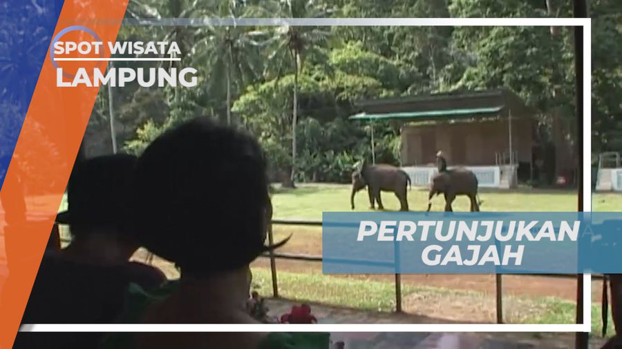 Gajah Si Hewan Pintar yang Pandai Matematika, Lampung