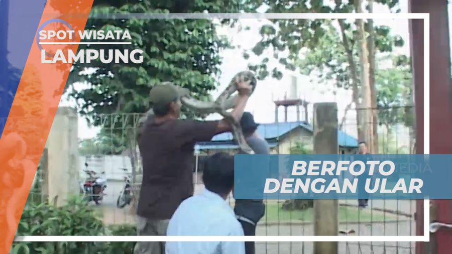 Mengumpulkan Keberanian untuk Berfoto dengan Ular, Lampung