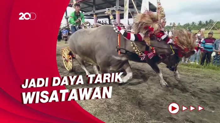 Keseruan Acara Makepung di Bali yang Sempat Vakum Gegara Pandemi