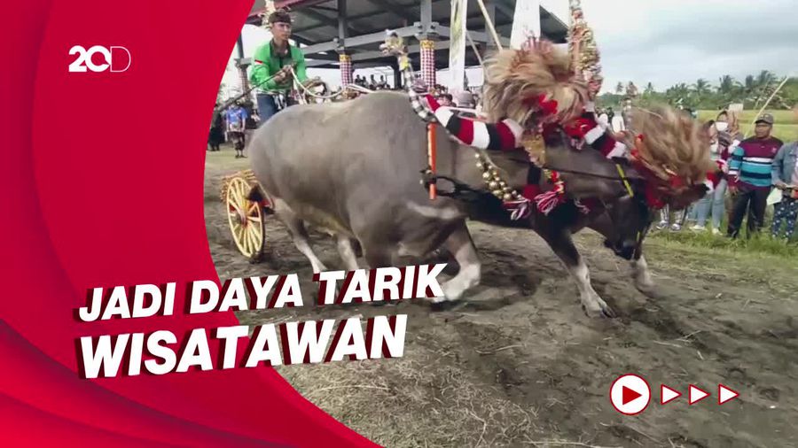Keseruan Acara Makepung di Bali yang Sempat Vakum Gegara Pandemi