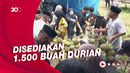 Warga Polewali Mandar Pesta Durian: Makan Sepuasnya Gratis!