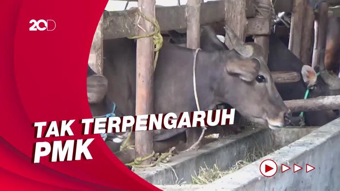 Harga Sapi Kurban di Parepare Naik Rp 1 Juta Per Ekor