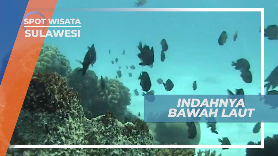 Keindahan Biota Laut dengan Ribuan Ikan yang Berenang Mengelilinginya, Sulawesi Selatan