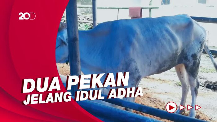 Meski Ada Wabah PMK, Pedagang Sapi Mulai Bermunculan Jelang Idul Adha