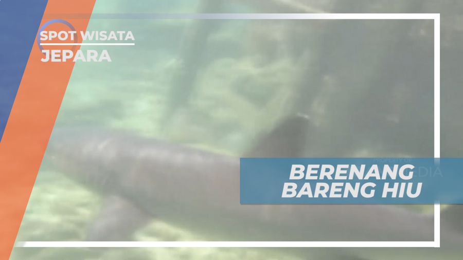 Adu Keberanian untuk Berenang Bersama Hiu, Jepara