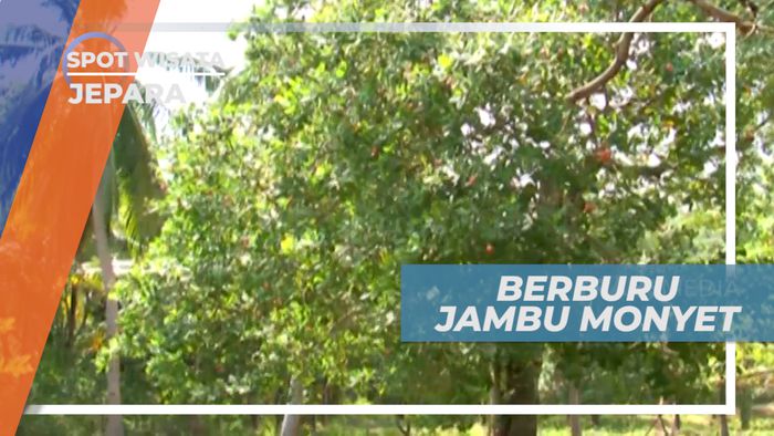 Menemukan Pohon Jambu Monyet di Karimunjawa Besar, Jepara
