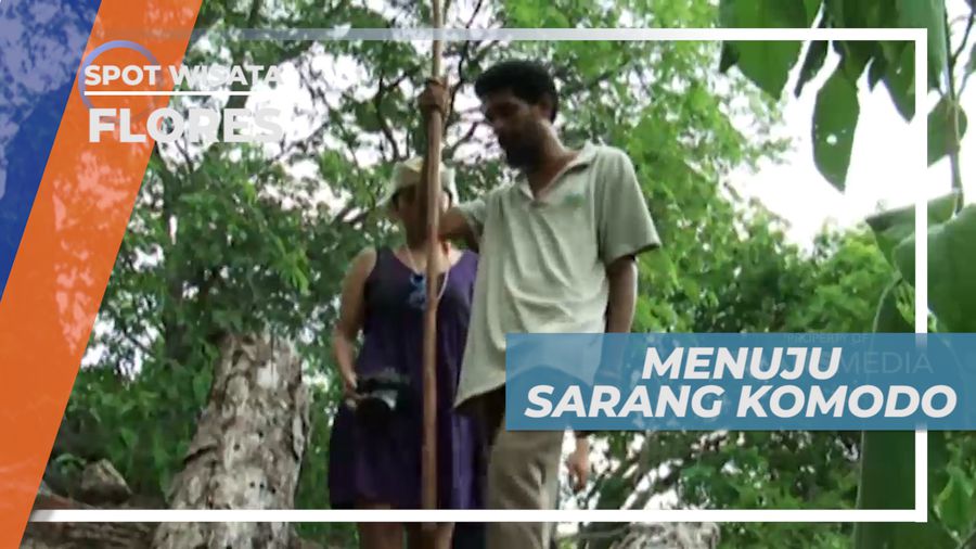 Melihat dari Dekat Komodo Si Kadal Purba, Flores