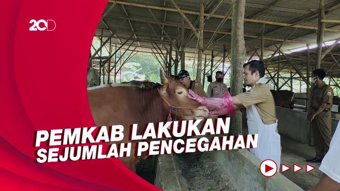 Sudah 304 Hewan Ternak Terjangkit Wabah PMK di Lebak, Dua Mati
