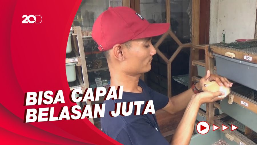 Cerita Peternak Hamster Lumajang: Modal Minim, Keuntungan Bukan Main