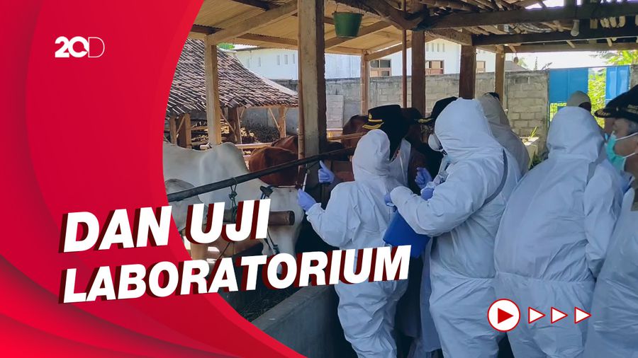 Kasus PMK di DIY Tembus 6 Ribu Lebih, Vaksinasi Ternak Digencarkan