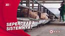 Peternak Domba Kulon Progo Ini Terapkan Biosekuriti untuk Cegah Wabah PMK