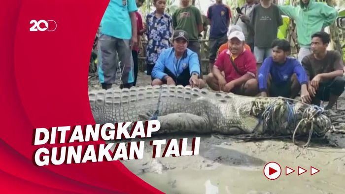 Buaya Ukuran Sangat Besar Ditangkap Warga Buton