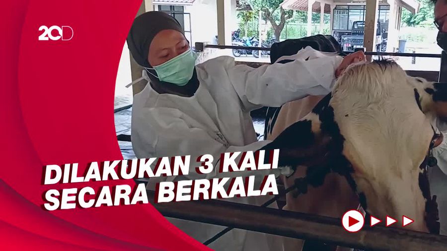 Ini Tata Cara Vaksinasi PMK