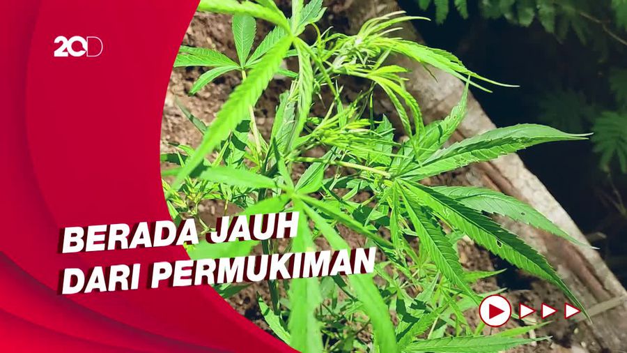 Menelusuri Lokasi Ladang Ganja di Lereng Gunung Karuhun Cianjur