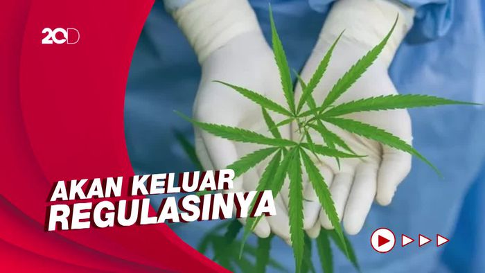 Menkes Sebut Akan Ada Regulasi Riset Ganja Medis
