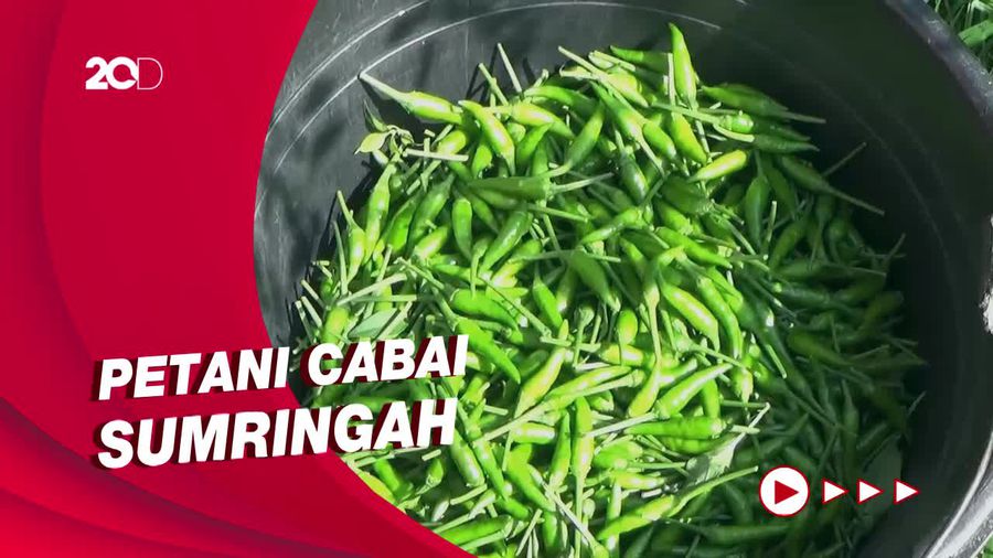 Harga Cabai Naik, Petani di Lumajang Senang