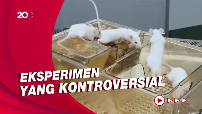 4 Eksperimen Hibrida Manusia dengan Hewan 