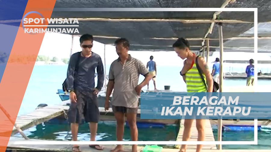 Aneka Jenis Kerapu di Keramba Ikan Kerapu, Karimunjawa